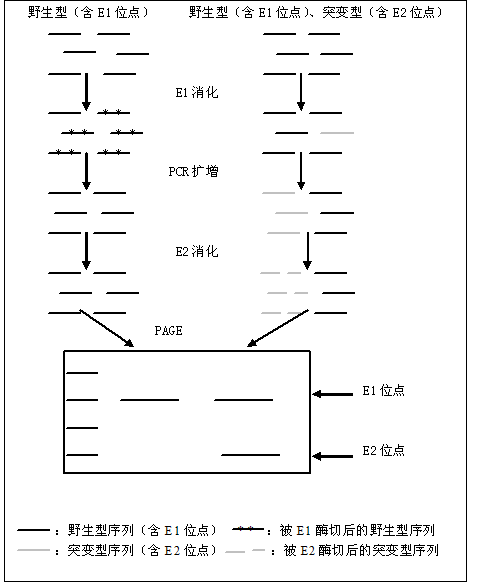 丁香实验推荐阅读