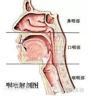 丁香实验推荐阅读