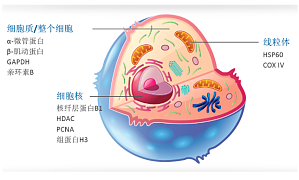 丁香实验推荐阅读