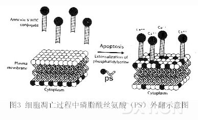 丁香实验推荐阅读