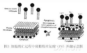 丁香实验推荐阅读