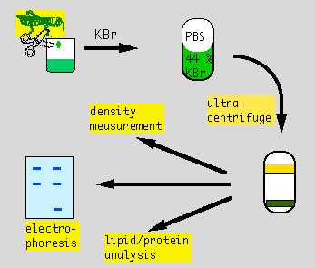 丁香实验推荐阅读