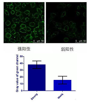 丁香实验推荐阅读