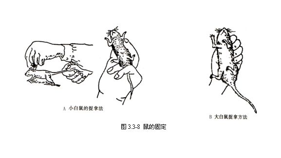 丁香实验推荐阅读