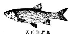 丁香实验推荐阅读