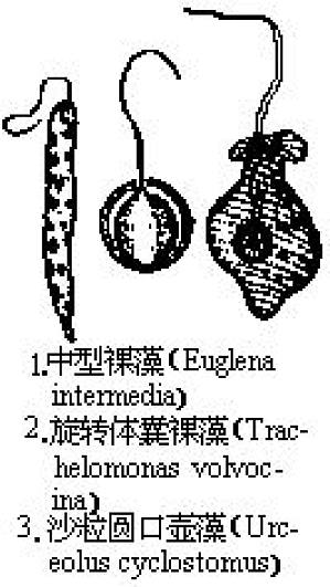 丁香实验推荐阅读