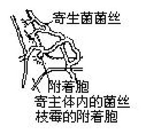 丁香实验推荐阅读