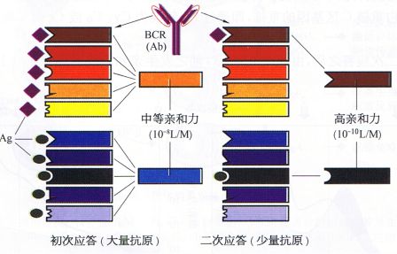 丁香实验推荐阅读