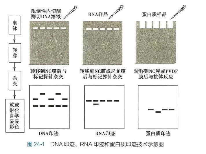 丁香实验推荐阅读