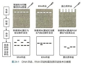 丁香实验推荐阅读