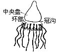 丁香实验推荐阅读