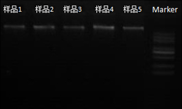 丁香实验推荐阅读