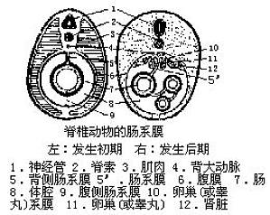 丁香实验推荐阅读