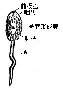 丁香实验推荐阅读
