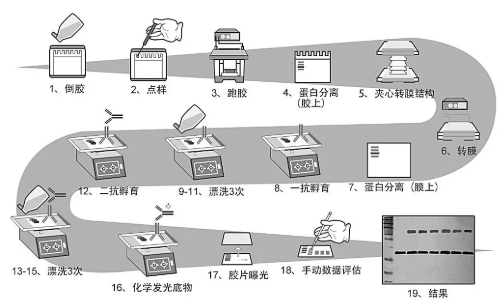 丁香实验推荐阅读