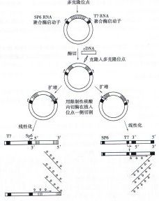 丁香实验推荐阅读