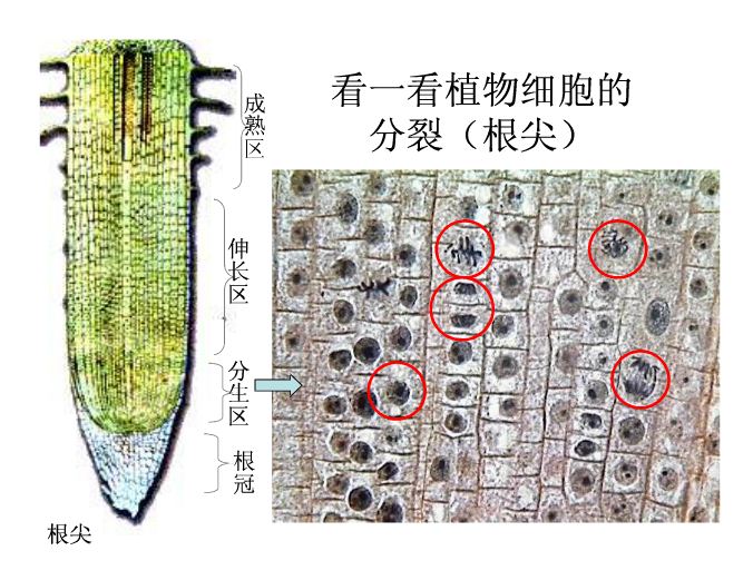 丁香实验推荐阅读