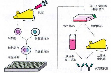 丁香实验推荐阅读