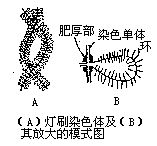 丁香实验推荐阅读