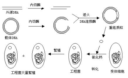 丁香实验推荐阅读