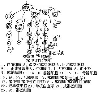 丁香实验推荐阅读