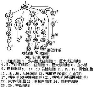 丁香实验推荐阅读