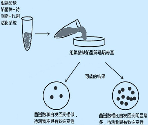 丁香实验推荐阅读