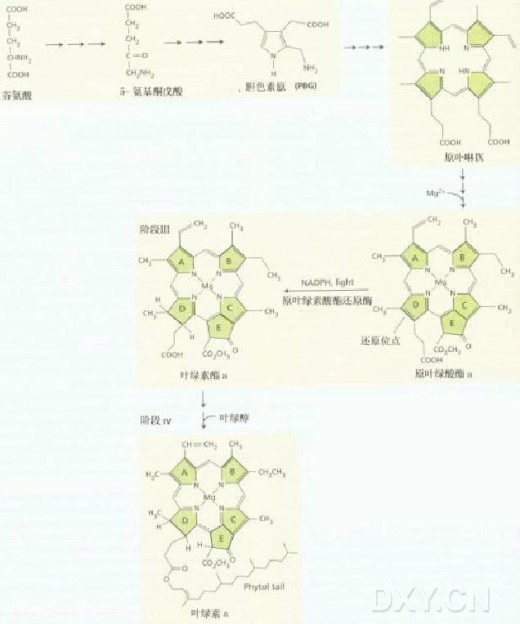 丁香实验推荐阅读