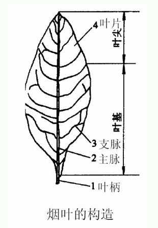 丁香实验推荐阅读