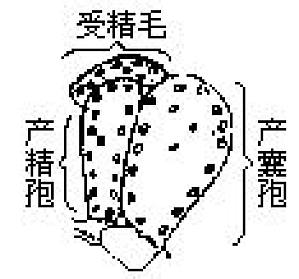 丁香实验推荐阅读