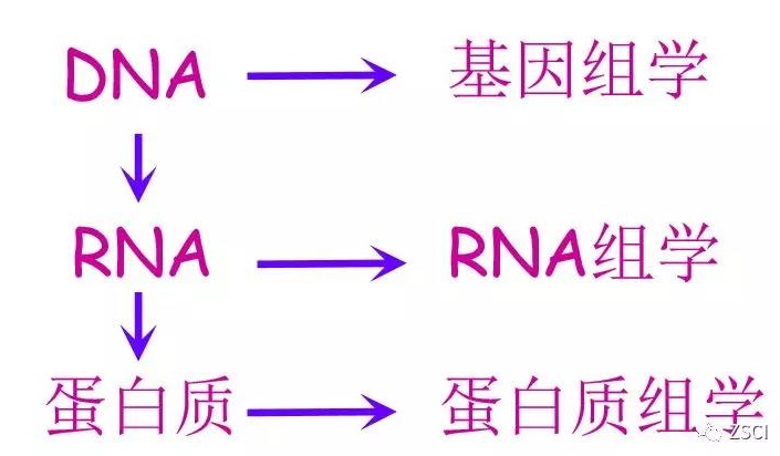 丁香实验推荐阅读