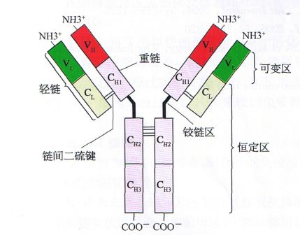 丁香实验推荐阅读