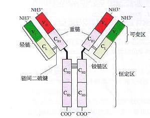 丁香实验推荐阅读