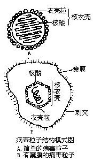 丁香实验推荐阅读