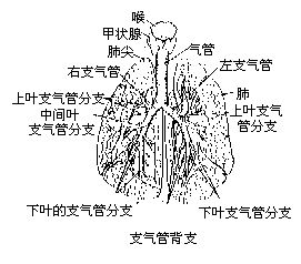 丁香实验推荐阅读