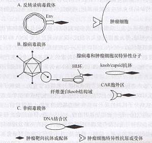 丁香实验推荐阅读