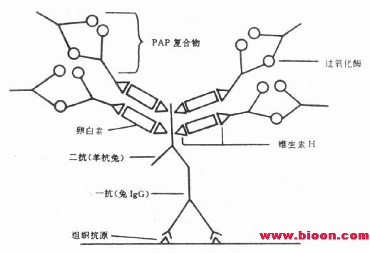 丁香实验推荐阅读