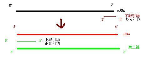 丁香实验推荐阅读