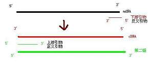 丁香实验推荐阅读