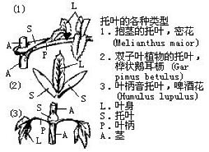 丁香实验推荐阅读