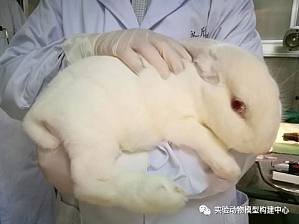 丁香实验推荐阅读