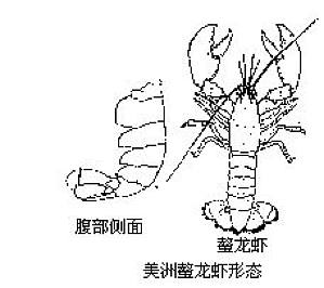 丁香实验推荐阅读