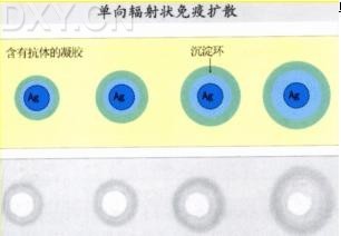 丁香实验推荐阅读