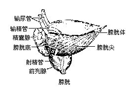 丁香实验推荐阅读