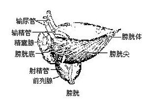 丁香实验推荐阅读