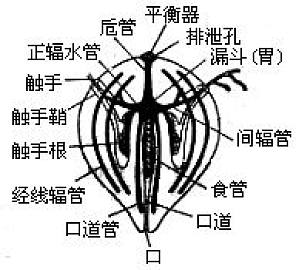 丁香实验推荐阅读