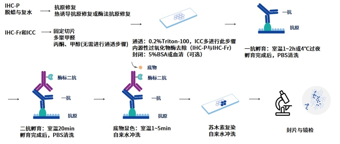 丁香实验推荐阅读