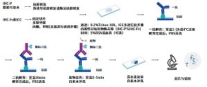 丁香实验推荐阅读