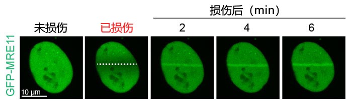 图2：损伤诱导MRE11在DNA断裂位点上聚集