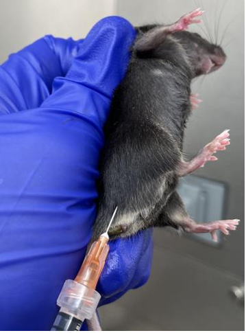 小鼠肌肉注射